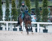 Belinda FZ Tosc Tour2013- S5 1931 : Arezzo, Belinda FZ, Cavalli d'Italia, Toscana Tour 2013, foto di Stefano Secchi ©